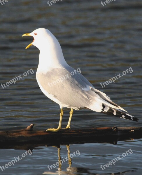 Canus Larus Calling Gull Mew