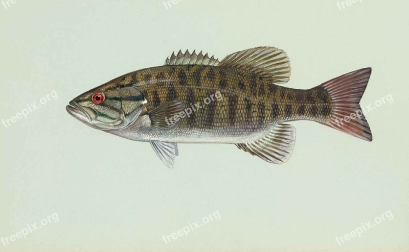 Fish Smallmouth Dolomieu Micropterus Bass