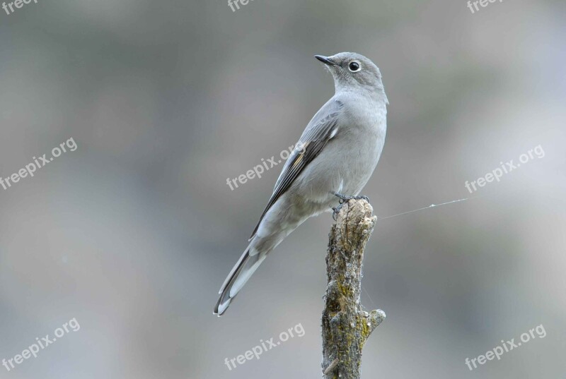 Branch Tip Perches Townsendi Myadestes