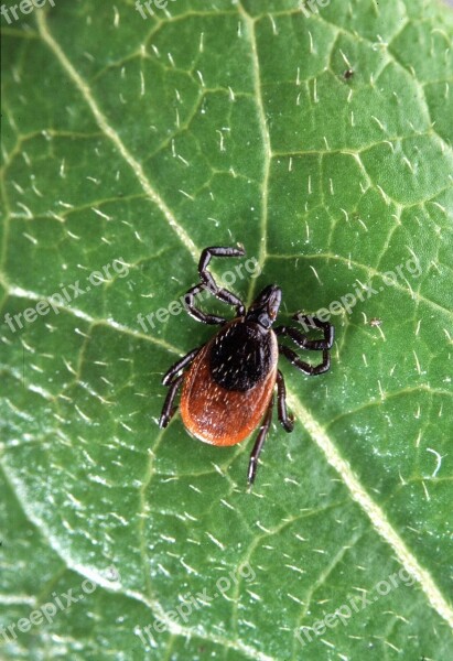 Scapularis Ixodes Insect Tick Deer