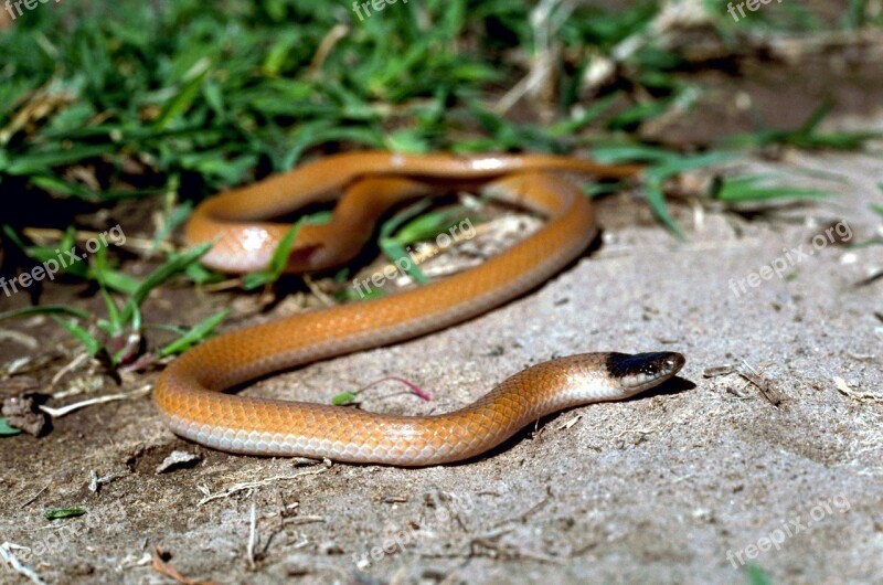 Snake Headed Black Plains Snakes