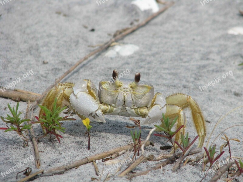 Ocypode Crab Ghost Lobsters Crabs