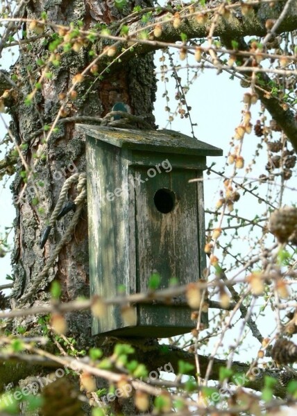 Box Nesting Wooden Old Free Photos