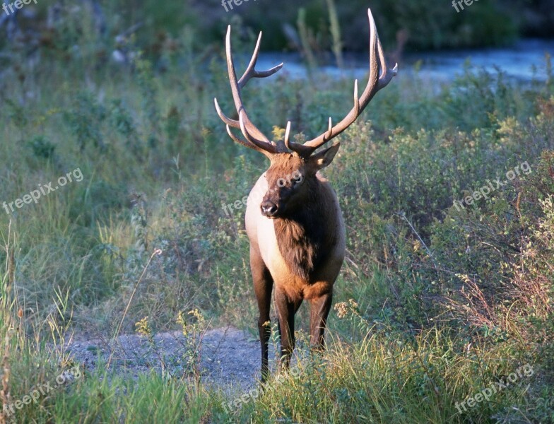 Deer Elk Bull Deers Animals