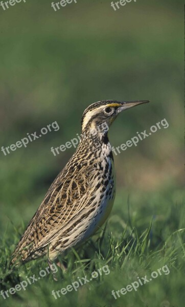 Head Bird Meadowlark Western Birds