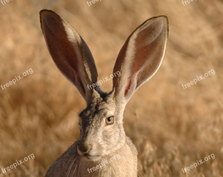 Californicus Lepus Jackrabbit Tailed Black