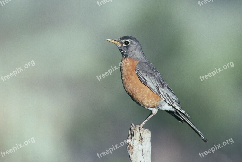 American Bird Robin Birds Animals