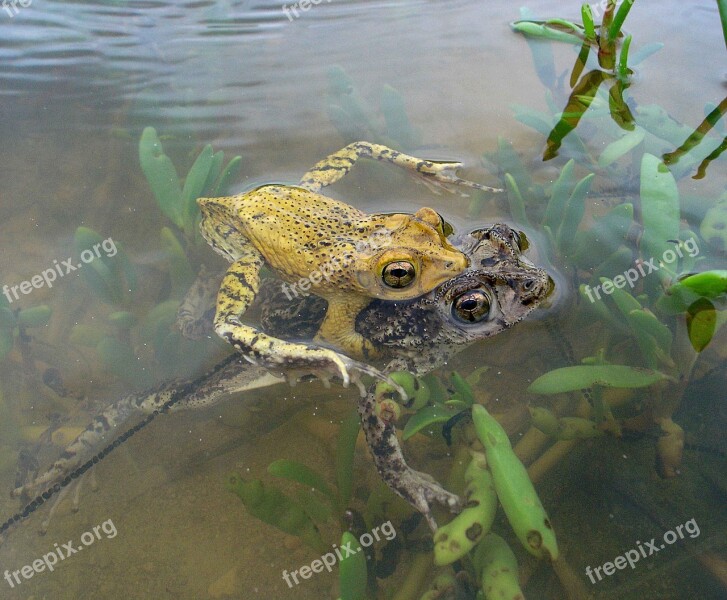 Lemur Bufo Toad Crested Rican