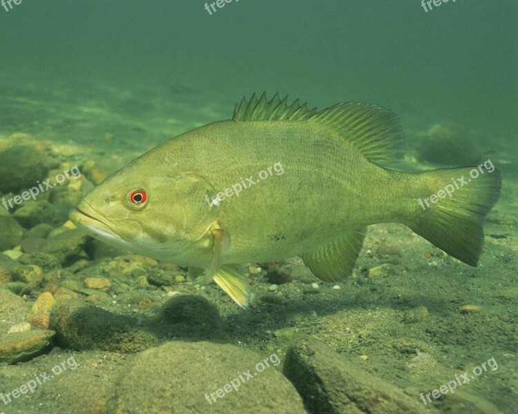 Bass Smallmouth Fish Underwater Resolution