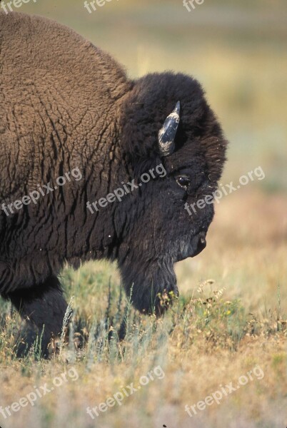 Bull Half Front Profile Buffalo