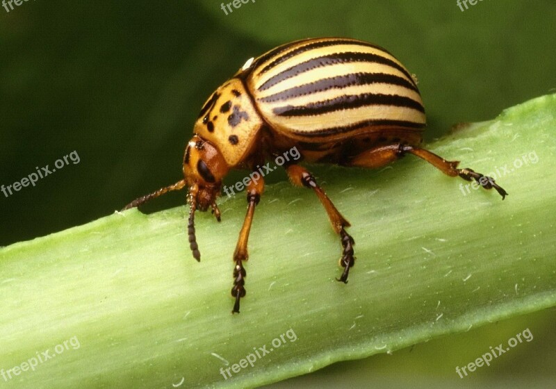 Insect Decemlineata Leptinotarsa Beetle Potato