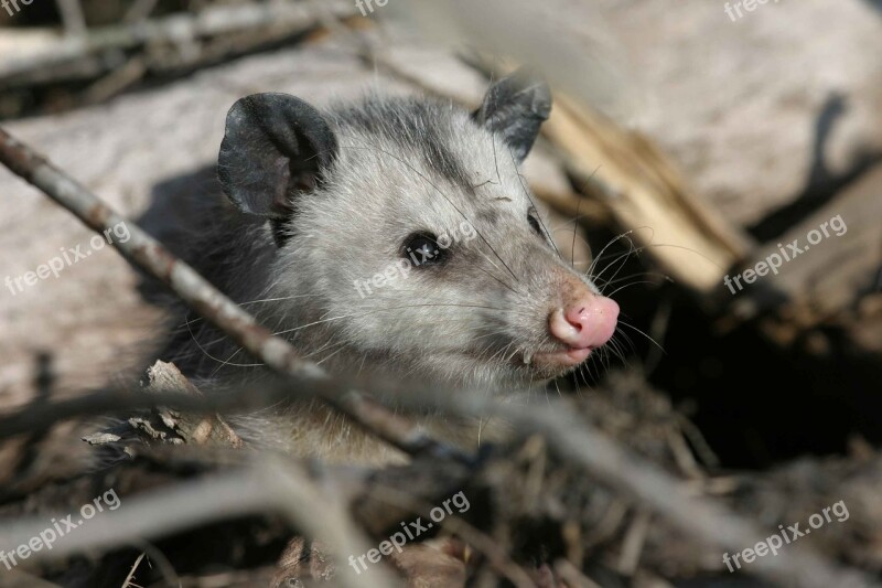 Virginiana Didelphis Animal Opossum Animals