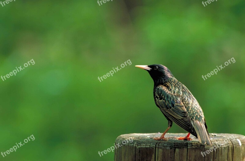 Bird Starling European Vulgaris Sturnus