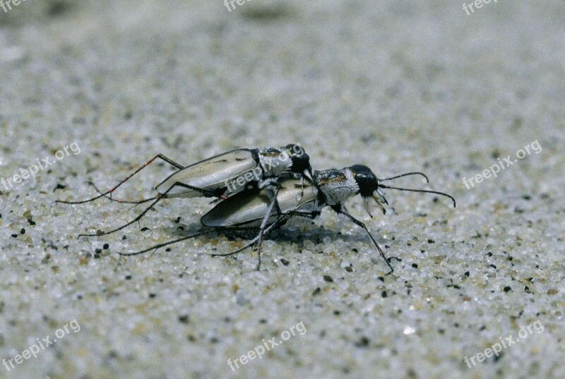 Dorsalis Cicindela Beetles Tiger Beach