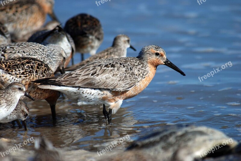 Water Standing Red Knot Birds