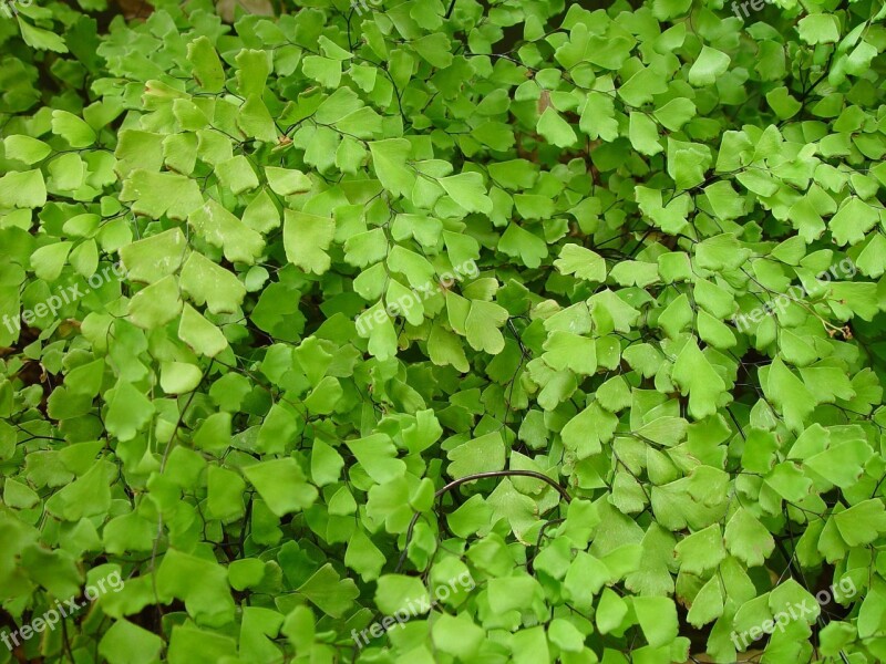 Background Leafy Delicate Leaves Leaf