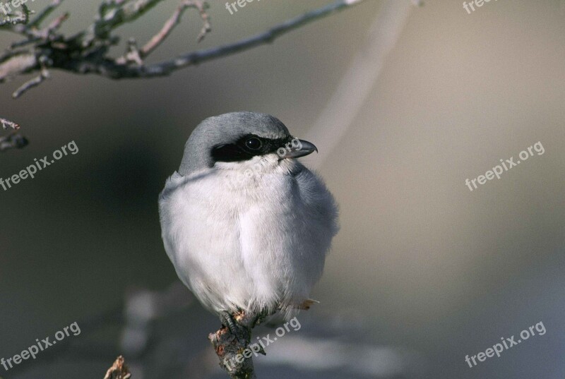 Ludovicianus Lanius Branch Bird Shrike