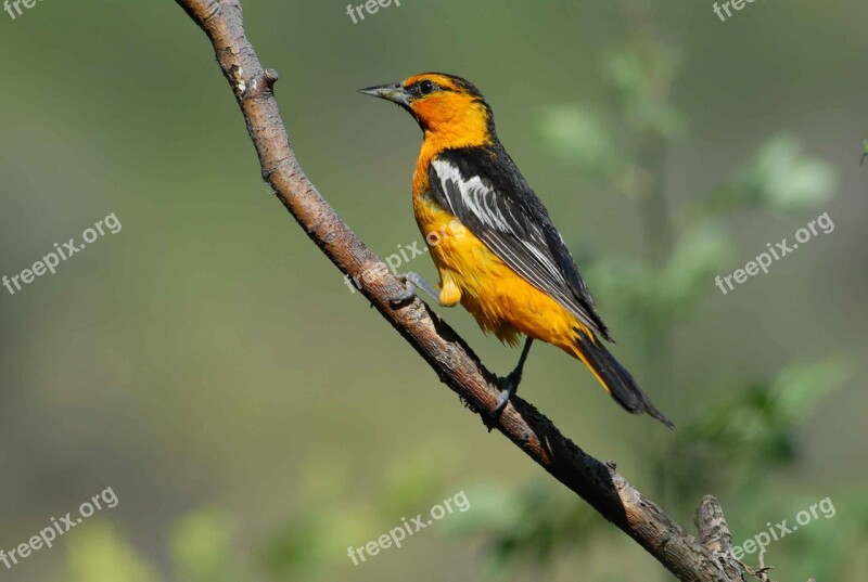 Branch Perches Oriole Bullocks Male