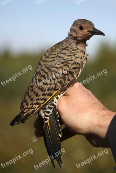 Bird Flicker Northern Birds Animals