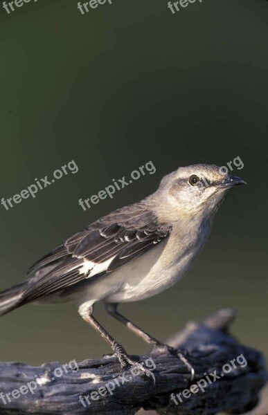 Polyglottos Mimus Head Mockingbird Northern