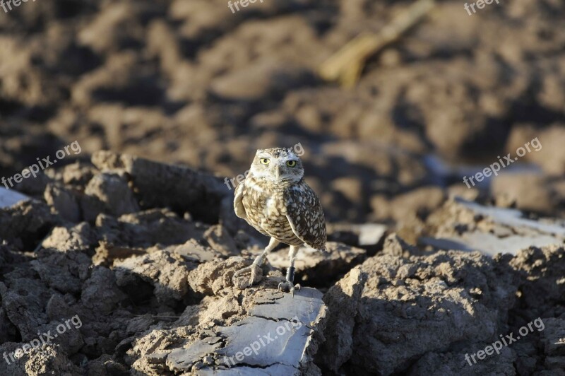 Rocks Perches Burrowing Owl Birds