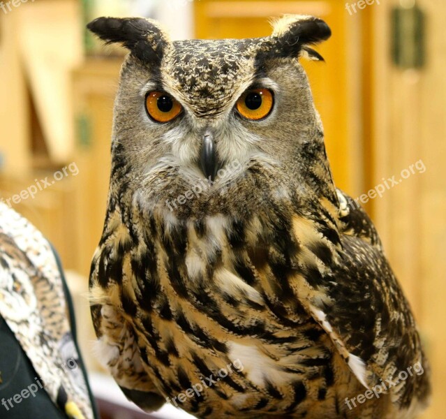 Virginianus Bubo Head Bird Horned