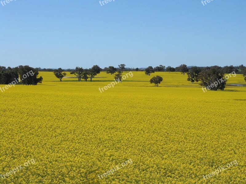 Kojonup Near Crop Canola River