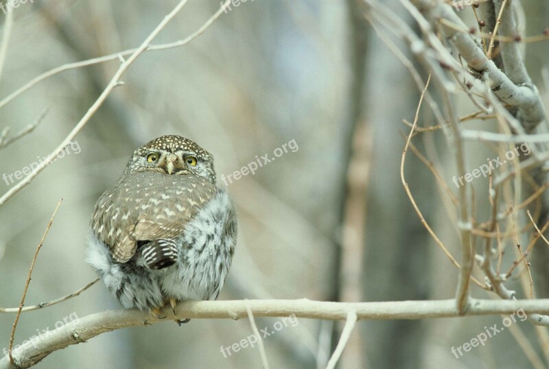 Gnoma Glaucidium Bird Pygmy Northern