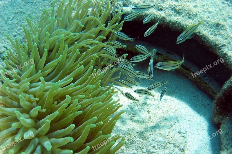 Anemone Tomates Underwater Landscapes Nature