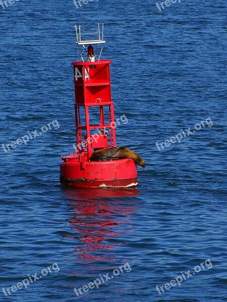 It Seal Bay San Diego Bouy