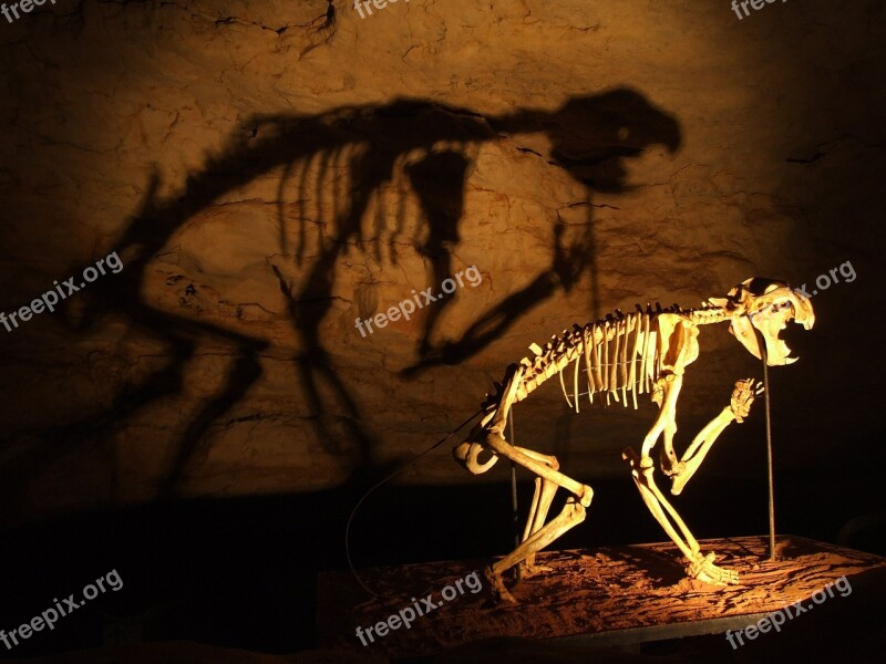 Skeleton Dinosaurs Cave Free Photos