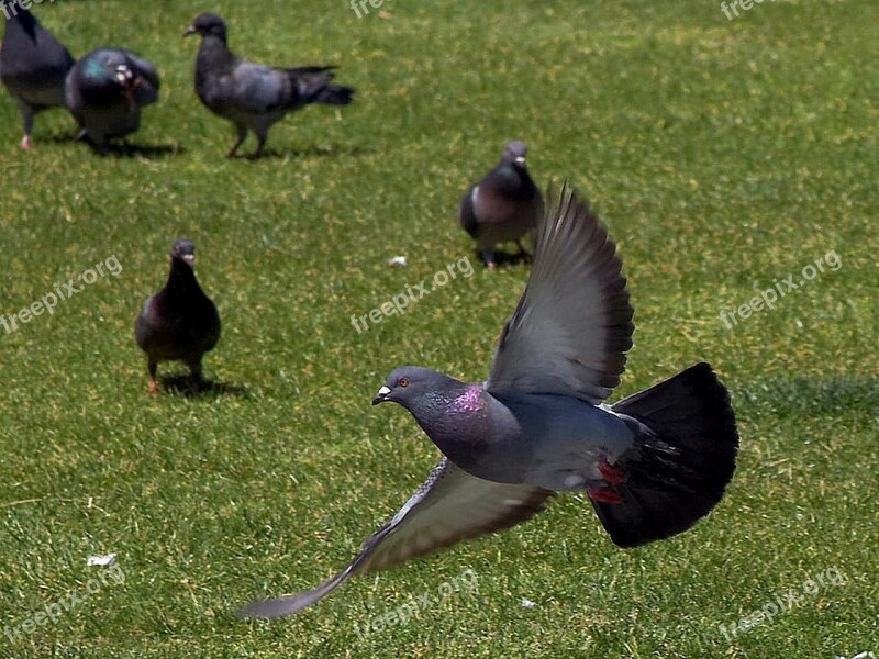 Pigeon Flying Pigeons Birds Animals