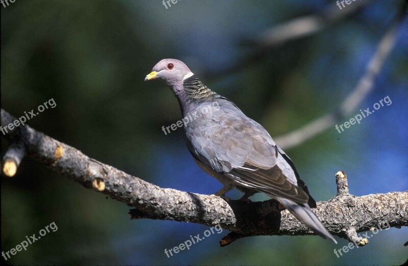 Pigeon Tailed Band Male Pigeons