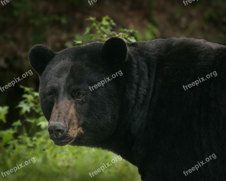 Americanus Ursus Bear Black Big