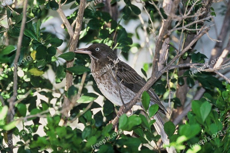 Tree Bird Thrasher Eyed Pearly