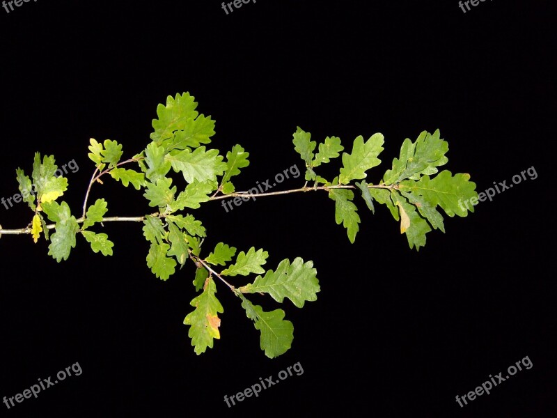 Nightshot Pak Branch Leaves Leaf