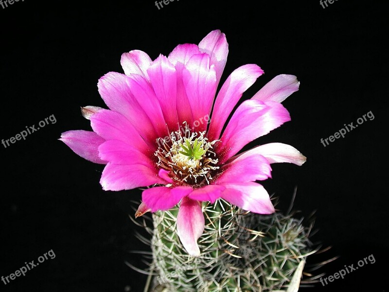 Cactus Blossom Plant Flower Nature