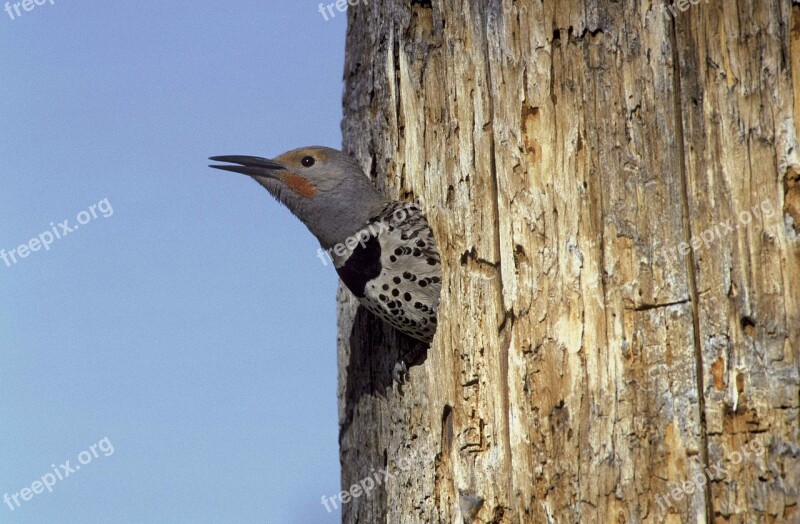 Area Nesting From Head Its