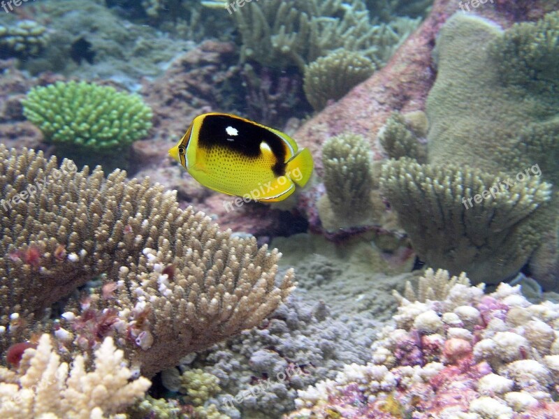 Coral Among Swim Fish Butterfly