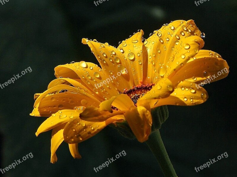 Raindrops Daisy Drops Dew Water