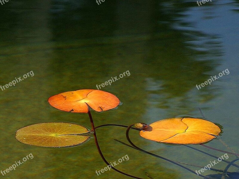 Pond Reflecting Lake Landscapes Nature