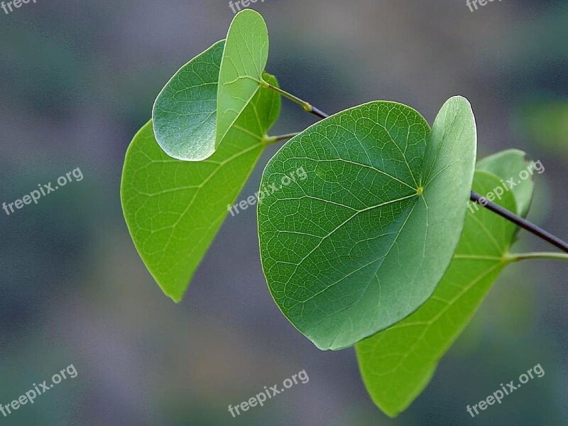 Canyon Leaves Leaf Landscapes Nature