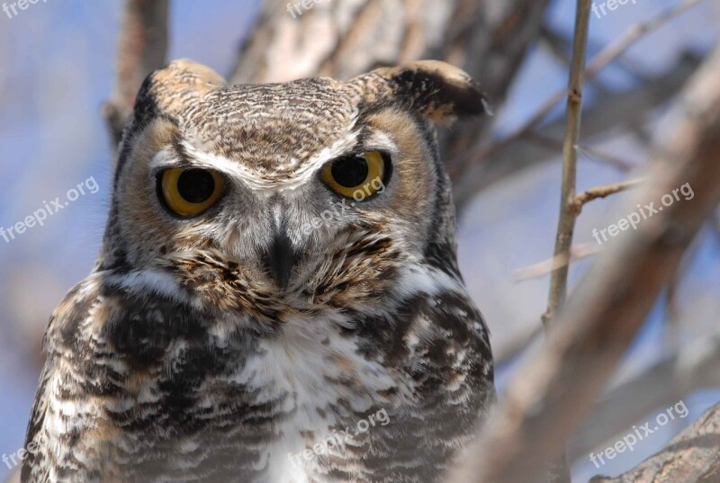 Virginianus Bubo Bird Head Close-up