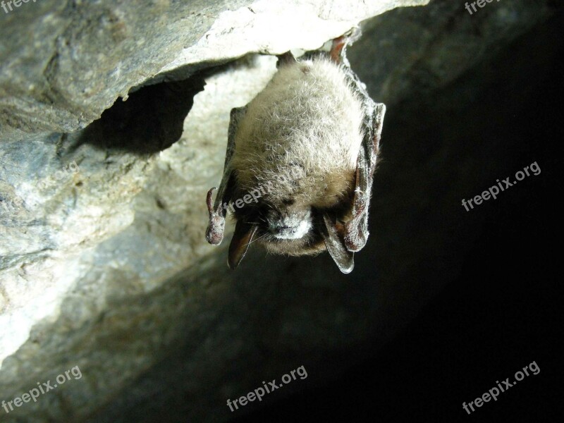 Lucifugus Myotis Cave Bat Brown