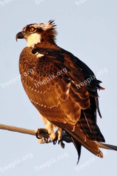 Limb Perching Osprey Birds Animals