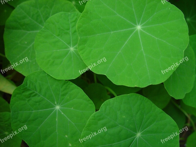 Nasturtium Leaves Leaf Landscapes Nature