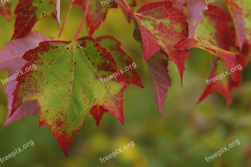 Maple Stunning Group Leaves Leaf