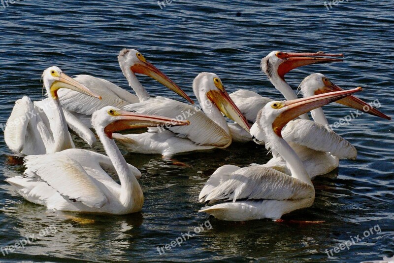 White American Aerial Pelican Birds