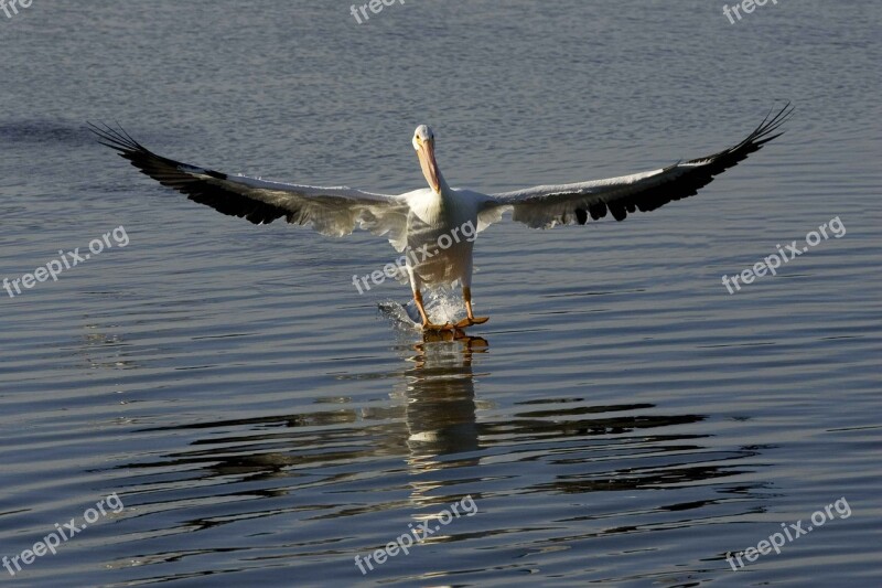 Water Skiing Pelican Birds Animals