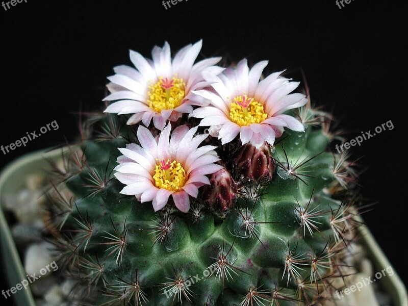 Picture Cacti Macro Free Photos